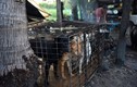 Nỗi ám ảnh bệnh dại và trầm cảm từ nghề buôn thịt chó ở Campuchia