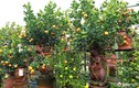 “Chuột cõng quất bonsai” giá cả triệu mỗi cây, hút khách dịp Tết Canh Tý