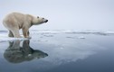 Tại sao gấu Bắc Cực không có mặt ở Nam Cực?