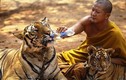 Ngôi chùa kỳ thú khiến hổ cũng phải... ăn chay