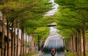 Đường phố Hà Nội đẹp ngỡ ngàng dưới những hàng cây bàng lá nhỏ  