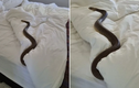Tá hỏa khi rắn độc nhất thế giới ngủ trên giường