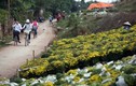 Những làng cây cảnh nổi tiếng, thu nhập đáng ngưỡng mộ ở Việt Nam