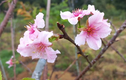 Rực rỡ sắc hoa anh đào Nhật Bản ở Bình Định