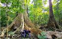 Thăm "cụ" Tung khổng lồ 500 tuổi trong Vườn quốc gia Cát Tiên