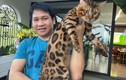 Bộ sưu tập mèo Bengal quý hiếm của Trọng Tấn, Đan Trường