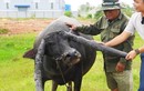 Người đàn ông Long An sở hữu "cụ trâu" có cặp sừng độc nhất vô nhị, chuyện đằng sau rất ly kỳ