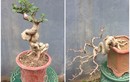 Loại cây mọc hàng rào lên đời thành bonsai, vừa đẹp vừa mang lại tài lộc, giá lên tới vài chục triệu/cây