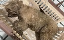 Cún cưng của Châu Bùi gặp nạn mất sau chuyến bay, chị gái chia sẻ chi tiết vụ việc