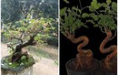 Cây mọc bờ bụi ở quê lên chậu thành bonsai giá tiền triệu, trưng trong nhà vừa đẹp lại có ý nghĩa về phong thủy