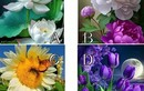 Trắc nghiệm tâm lý: Chọn loài hoa đẹp nhất và xem bạn có được nhiều người yêu thương, chăm sóc