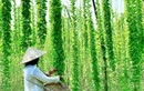 Nghề lạ ở Việt Nam: Cây dại mang về trồng 5 tháng là thu hoạch, có người thu tiền tỷ, lá làm thành món đặc sản mùa hè