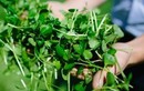 Loại rau được CDC Mỹ gọi là "siêu rau" vì cực giàu dinh dưỡng, ở Việt Nam trồng dễ như cỏ nhưng nhiều người ghét ăn