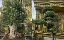 Choáng với vườn bonsai "khủng" trong lâu đài 100 tỷ của đại gia Nghệ An, nổi bật với 2 cây tùng Nhật