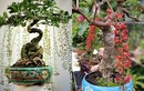 Cây dại cho hoa đỏ "lên chậu" thành bonsai, trưng vừa độc lạ vừa hợp phong thủy, có cây giá tiền tỷ