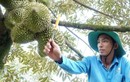 Nghề lạ ở Việt Nam: Chàng thạc sĩ cất bằng về quê trồng "vua" của các loại quả, kiếm tiền tỷ nhờ bí quyết vàng