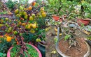 Cây ăn quả quen thuộc nay thành bonsai được "săn lùng", vừa đẹp vừa phong thuỷ, có cây giá vài tỷ