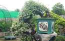 Cây dại lên chậu thành bonsai độc lạ, được ví như “hòn ngọc Viễn Đông", giá tiền tỷ vẫn hút người săn lùng