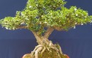 Loại cây có tên lạ cứ chạm vào là tỏa hương, nay lên chậu thành bonsai vừa đẹp vừa mang lại may mắn, tài lộc