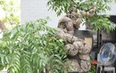 Cây ăn quả quen thuộc lên chậu thành bonsai lạ, vừa đẹp vừa hợp phong thuỷ, có cây giá nửa tỷ được "săn lùng"