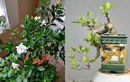 Cây dại ven suối cho hoa thơm nức lên chậu thành bonsai, vừa đẹp vừa có ý nghĩa phong thủy, thu tiền triệu "dễ như chơi"