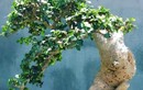 Cây mọc dại lên chậu thành bonsai vừa đẹp vừa lạ, được mệnh danh "báu vật phát lộc", có cây giá hàng chục tỷ