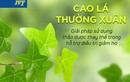 Cao Lá Thường Xuân: Tiên phong trong việc bảo vệ hô hấp bằng thảo dược