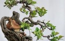 Cây dại lên chậu thành bonsai độc lạ, vừa đẹp vừa mang lại bình an, may mắn, giá tiền tỷ vẫn hút người "săn lùng"