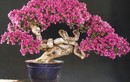 Cây dại nở hoa quanh năm, nay "lên chậu" thành bonsai vừa đẹp vừa biểu tượng cho sự sung túc đủ đầy, có cây 600 triệu đồng