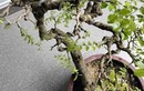 Cây dại nhìn như củi khô lên chậu thành bonsai đẹp lạ, giá 1 tỷ chủ nhân cũng không bán, giới chơi cây "săn lùng"