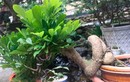 Cây dại quen thuộc cho hoa thơm nức lên chậu thành bonsai, vừa đẹp vừa mang tới bình an, có cây định giá 1,5 tỷ đồng