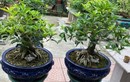 Cây lạ tỏa mùi thơm đặc biệt lên chậu thành bonsai có dáng thế đẹp, mang lại may mắn, có cây "khủng" giá đến 1,6 tỷ đồng