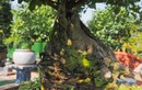 Cây ăn quả quen thuộc thành bonsai trưng Tết, vừa đẹp vừa mang lại sự sung túc và no đủ, có cây giá hàng trăm triệu đồng