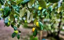 Loại quả có tên rất lạ, xưa không ai biết đến nay thành đặc sản khoái khẩu ở thành phố vì hương vị đặc biệt, tốt cho sức khoẻ