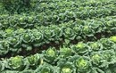 Loại rau rẻ tiền ở chợ Việt được khen "tốt nhất thế giới", nay thành đặc sản dân thành phố ưa chuộng, tốt cho sức khoẻ