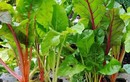 Loại cây có tên rất lạ, xưa không ai ăn nay thành đặc sản khoái khẩu trong nhà hàng được ưa chuộng, tốt cho sức khỏe