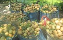 Loại quả có tên rất lạ, xưa không ai ngó ngàng nay thành đặc sản nổi tiếng có hương vị đặc biệt, tốt cho sức khỏe
