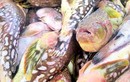 Đặc sản nhìn "sợ khiếp vía", xưa không ai ngó ngàng nay được dân thành phố ưa chuộng vì hương vị lạ, 160.000 đồng/kg