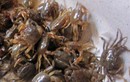 Đặc sản xưa ra đồng bắt về ăn, giá rẻ như cho nay dân thành phố ưa chuộng bán 250.000/kg, vừa ngon vừa bổ dưỡng