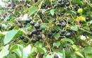 Loại quả dại xưa rụng đầy không ai ngó ngàng, nay thành đặc sản dân thành phố tranh nhau mua vì hương vị lạ, 80.000 đồng/kg