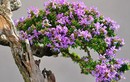 Cây dại nở hoa toả mùi thơm nức mũi lên chậu thành bonsai, mang lại tiền tài và phú quý, giá đắt đỏ vẫn được "săn lùng"