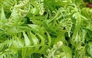 Cây dại mọc đầy bờ bụi được ví như "thuốc trường sinh", nay thành đặc sản có hương vị lạ ở thành phố, lợi ích tuyệt vời
