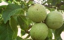 Loại quả xưa không ai ngó ngàng, nay thành đặc sản nổi tiếng ở thành phố được ví như "kho báu", tốt cho sức khỏe