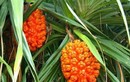 Quả dại xưa chín rụng đầy không ai ngó ngàng, nay thành đặc sản có hương vị lạ ở thành phố được ưa chuộng, tốt cho sức khỏe
