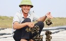 Nuôi loài vỏ cứng thân mềm, được ví như “thần dược”, anh nông dân Hà Tĩnh bỏ túi tiền tỷ mỗi năm