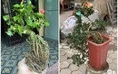 Cây dại mọc bờ rào nở hoa đỏ thắm, lên chậu thành bonsai có giá đắt đỏ, nhiều người "săn lùng" làm cây cảnh trong nhà