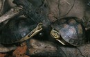 Tận mục 3 loài rùa “biến hình” lạ lùng nhất ở Việt Nam