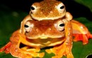 Kỳ lạ quái ếch Việt Nam bỗng đỏ rực như lửa khi giao phối