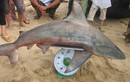 Bình Định tiếp tục nghiên cứu loại cá mập… cắn người