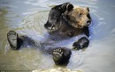 Ảnh đẹp: Gấu nằm ngửa trên ao đón nắng thu